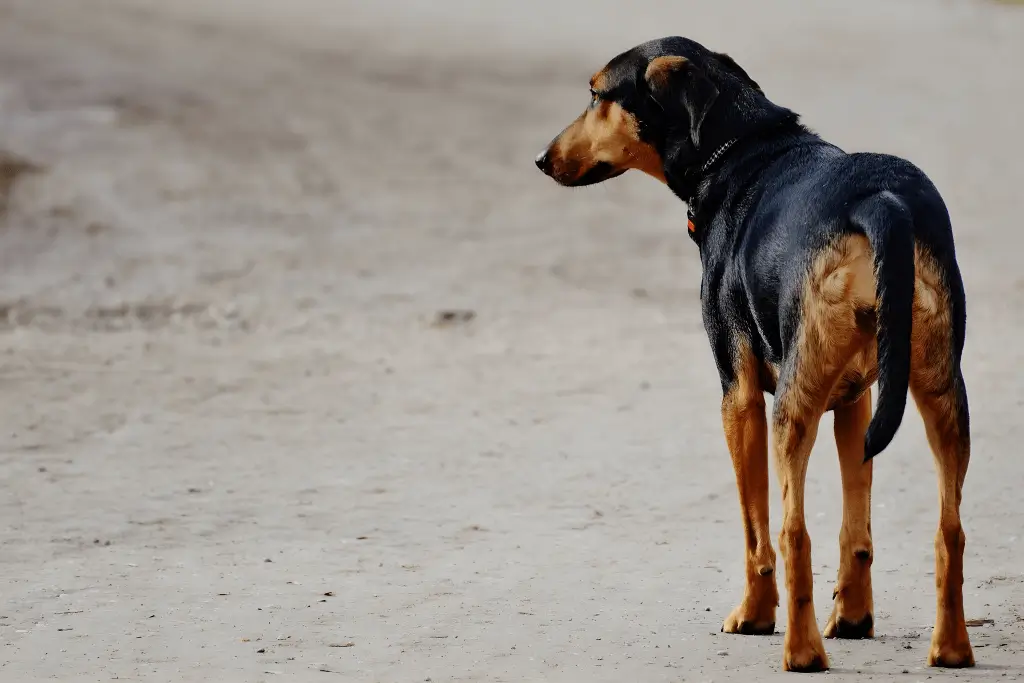 Guía para el cuidado responsable de mascotas y animales callejeros